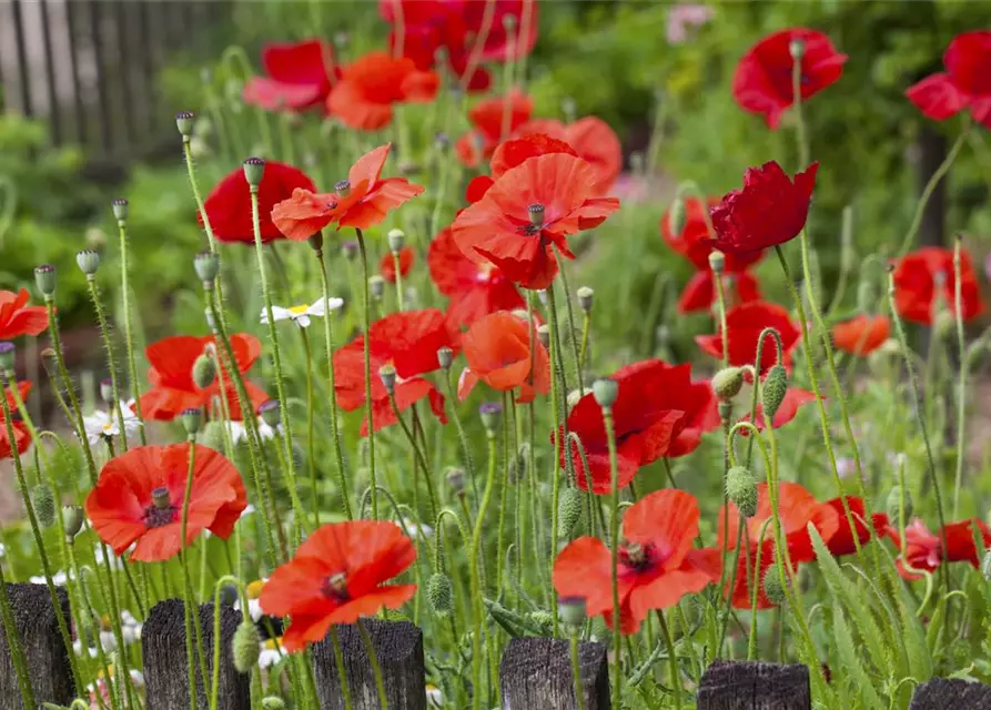 Klatsch-Mohn