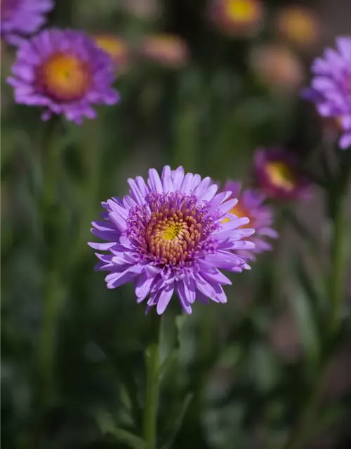 Niedrige Garten-Aster 'X Pink'