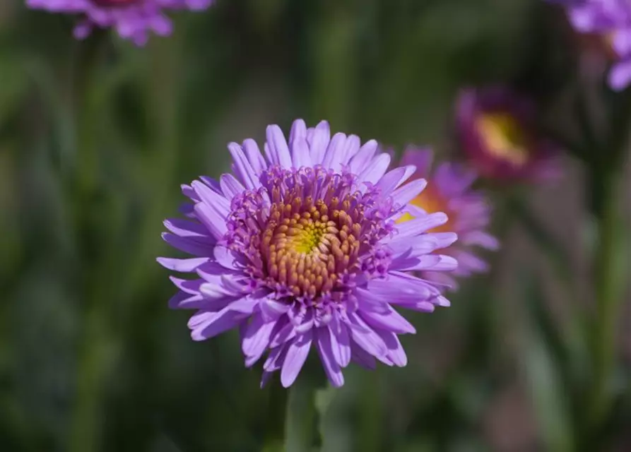 Niedrige Garten-Aster 'X Pink'