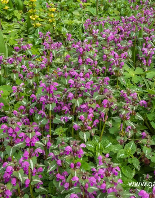 Lamium maculatum 'Argenteum'