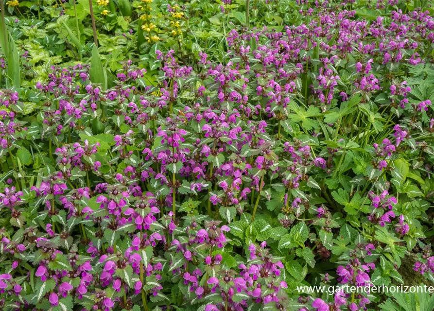 Lamium maculatum 'Argenteum'