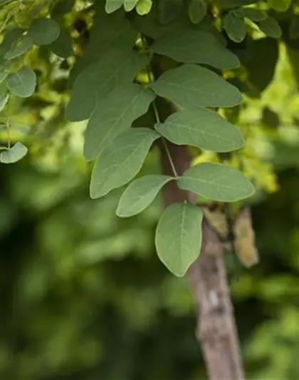 Kugelakazie 'Umbraculifera'