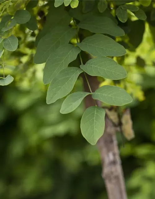 Kugelakazie 'Umbraculifera'