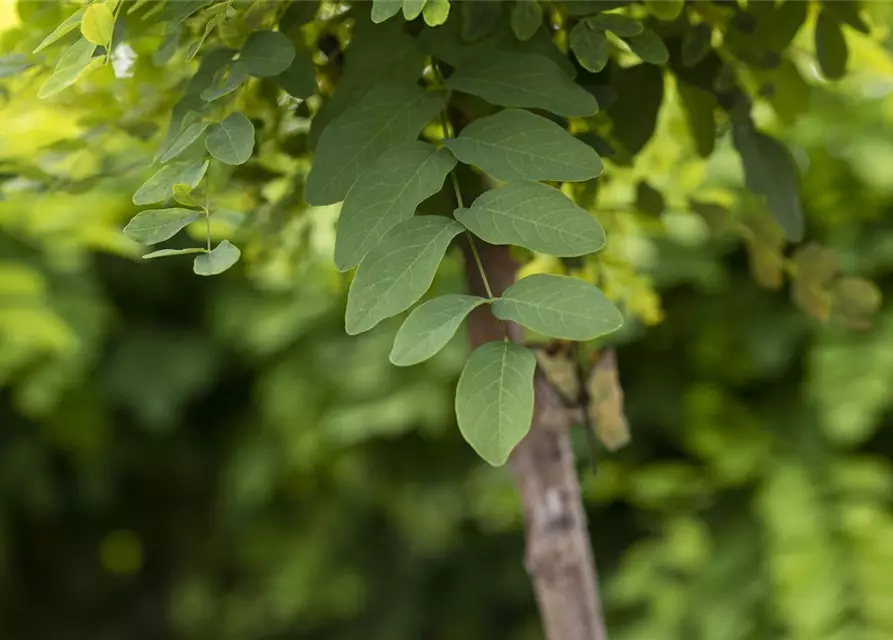 Kugelakazie 'Umbraculifera'