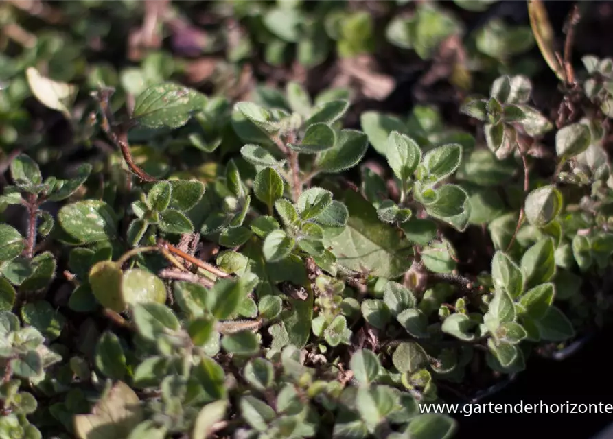 Origanum vulgare ssp.hirtum