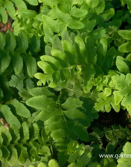 Polystichum acrostichoides