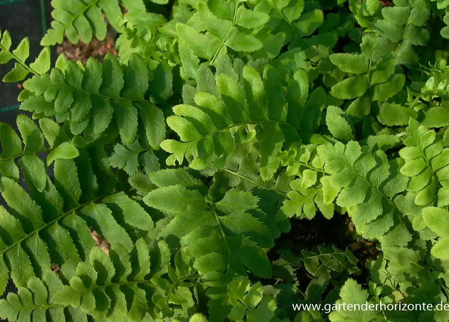 Polystichum acrostichoides