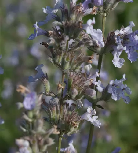 Katzenminze 'Gletschereis'