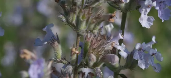 Katzenminze 'Gletschereis'