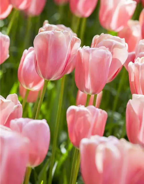 Mehrblütige Tulpe 'Bukett'