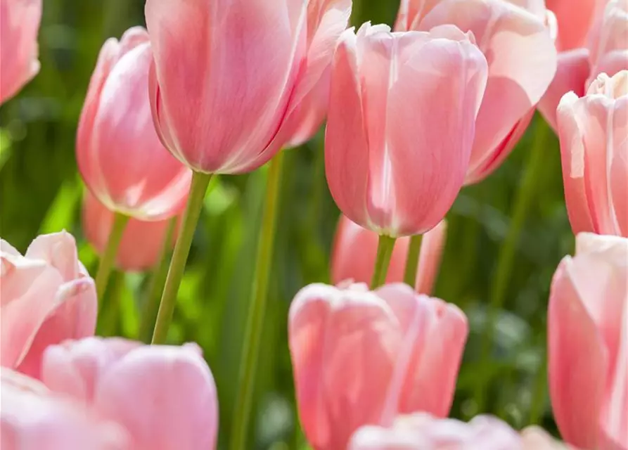 Mehrblütige Tulpe 'Bukett'