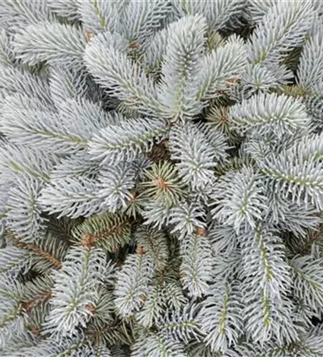 Kleine Blaufichte 'Glauca Globosa'