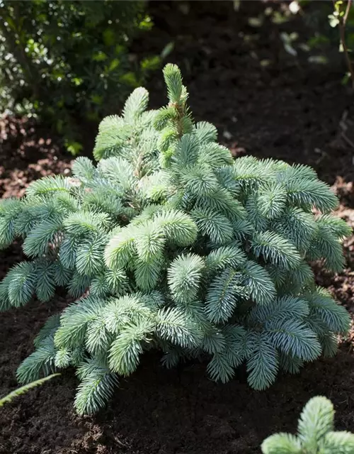 Kleine Blaufichte 'Glauca Globosa'