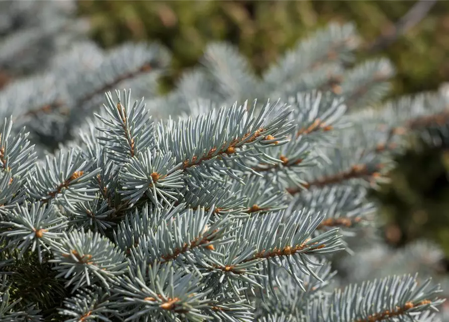 Kleine Blaufichte 'Glauca Globosa'