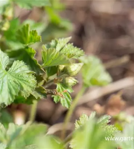 Nelkenwurzähnliche Waldsteinie