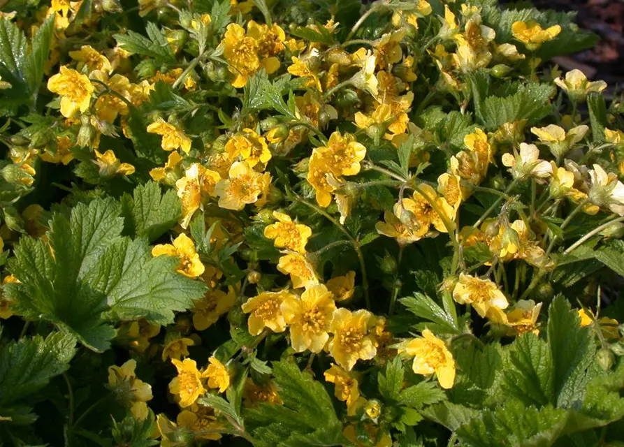 Nelkenwurzähnliche Waldsteinie