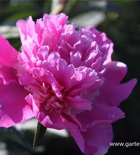 Paeonia lactiflora 'Amabilis'