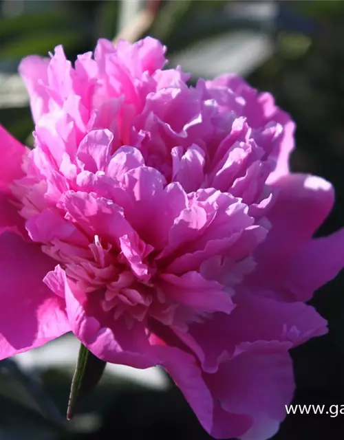 Paeonia lactiflora 'Amabilis'