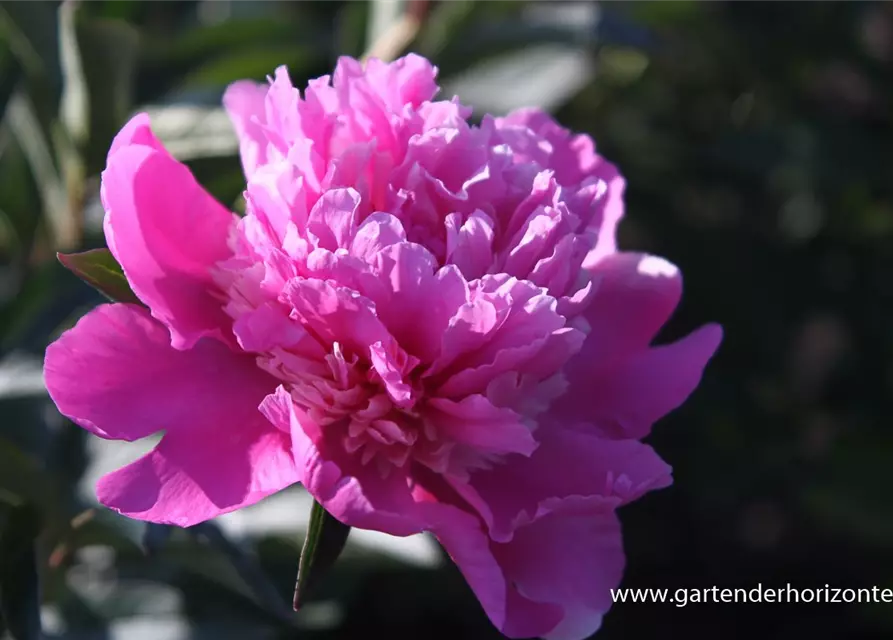 Paeonia lactiflora 'Amabilis'