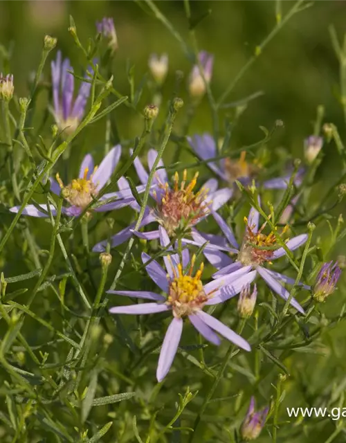 Niedrige Garten-Aster 'Nanus'