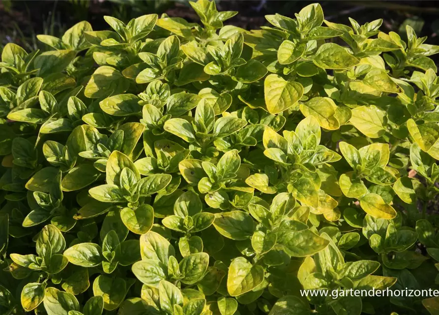 Origanum vulgare 'Thumbles'