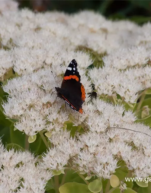 Prächtiges Garten-Fettblatt 'Iceberg'