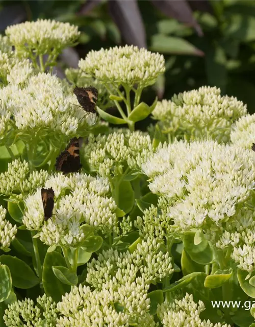 Prächtiges Garten-Fettblatt 'Iceberg'