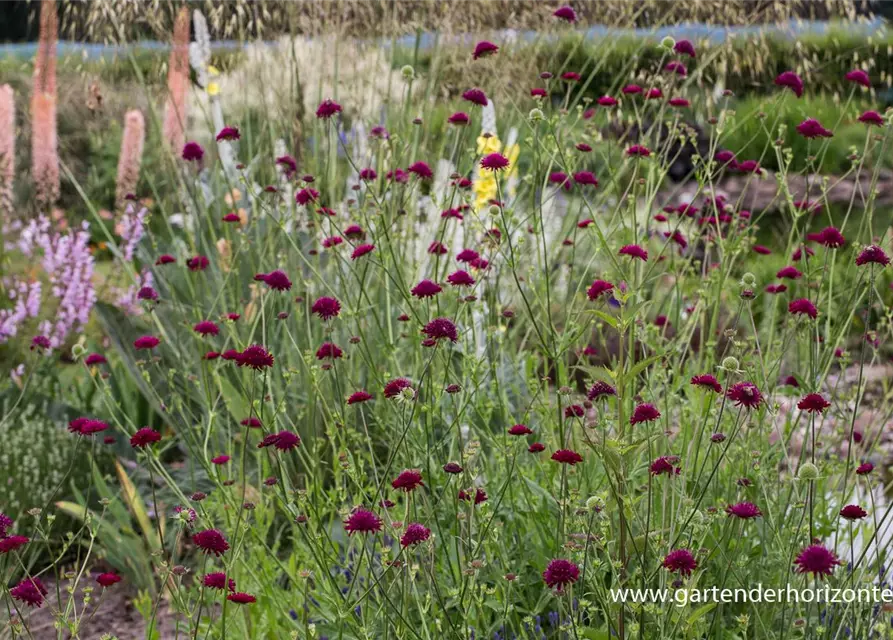 Mazedonische Witwenblume