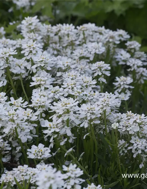 Iberis sempervirens 'Findel'