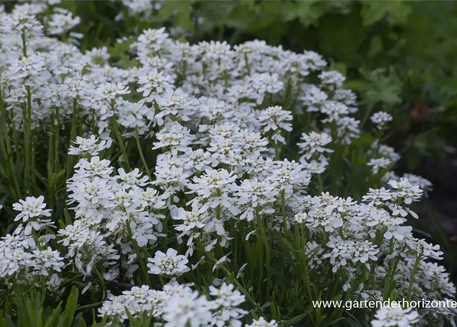 Iberis sempervirens 'Findel'