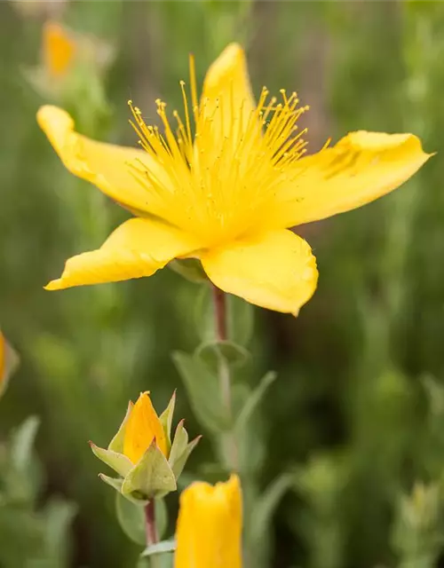 Hypericum polyphyllum 'Grandiflorum'