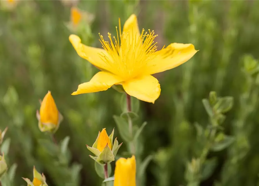 Hypericum polyphyllum 'Grandiflorum'