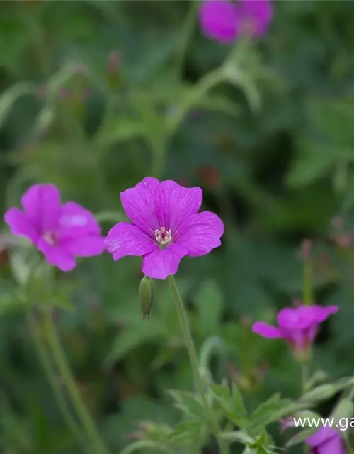 Oxford-Garten-Storchschnabel 'Rosenlicht'