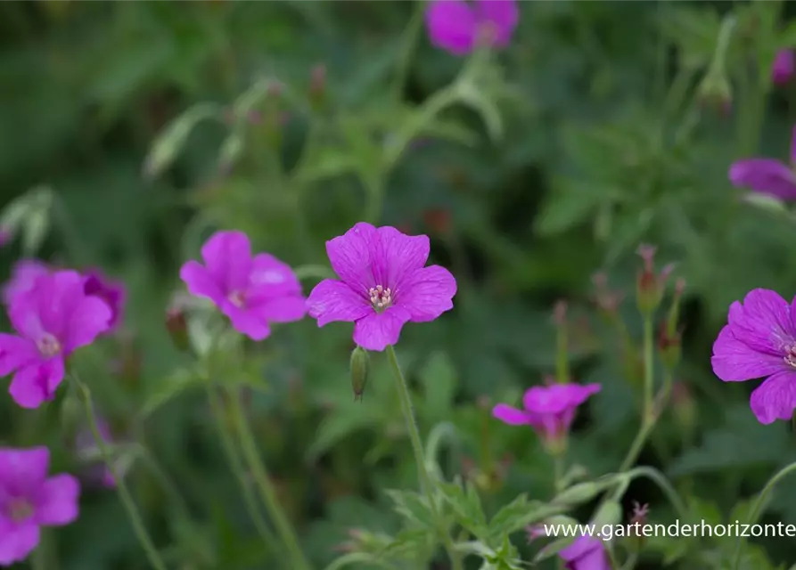 Oxford-Garten-Storchschnabel 'Rosenlicht'