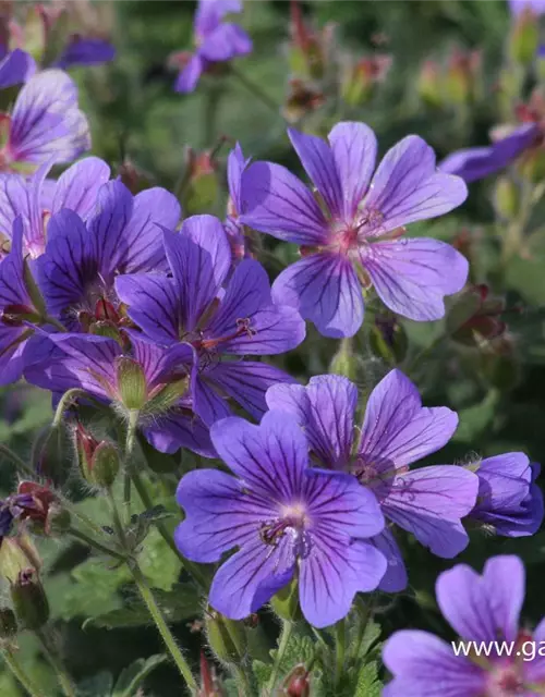 Prächtiger Garten-Storchschnabel 'Rosemoor'