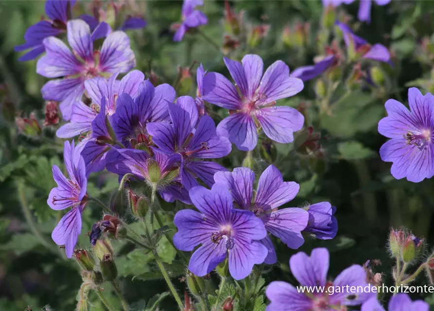 Prächtiger Garten-Storchschnabel 'Rosemoor'