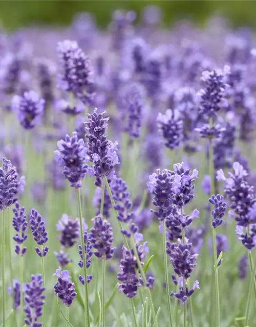 Lavandula angustifolia 'Hidcot.Blue', gen.