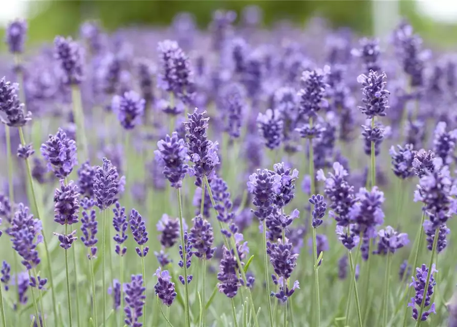 Lavandula angustifolia 'Hidcot.Blue', gen.