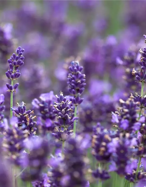 Lavandula angustifolia 'Hidcot.Blue', gen.