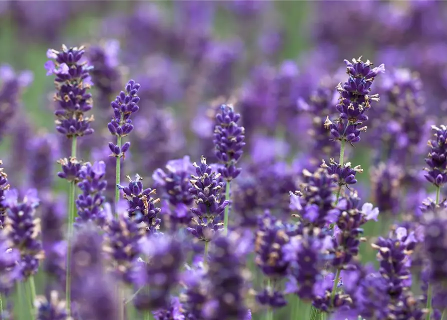 Lavandula angustifolia 'Hidcot.Blue', gen.