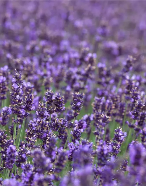 Lavandula angustifolia 'Hidcot.Blue', gen.