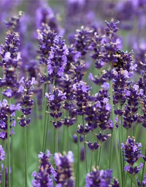 Lavandula angustifolia 'Hidcot.Blue', gen.