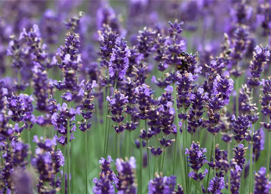 Lavandula angustifolia 'Hidcot.Blue', gen.