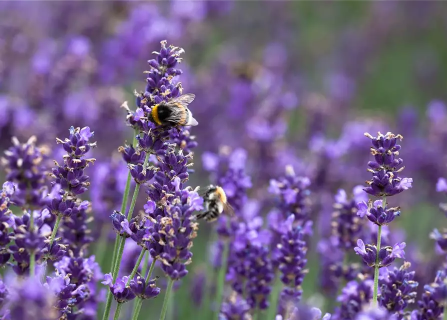 Lavandula angustifolia 'Hidcot.Blue', gen.