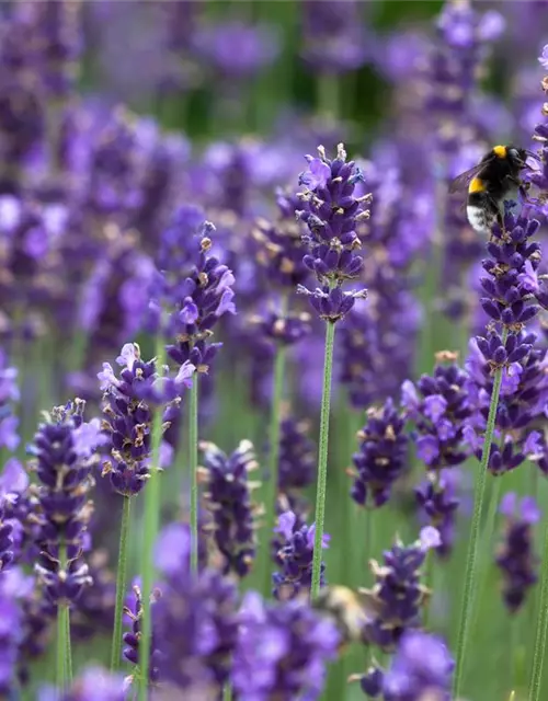 Lavandula angustifolia 'Hidcot.Blue', gen.