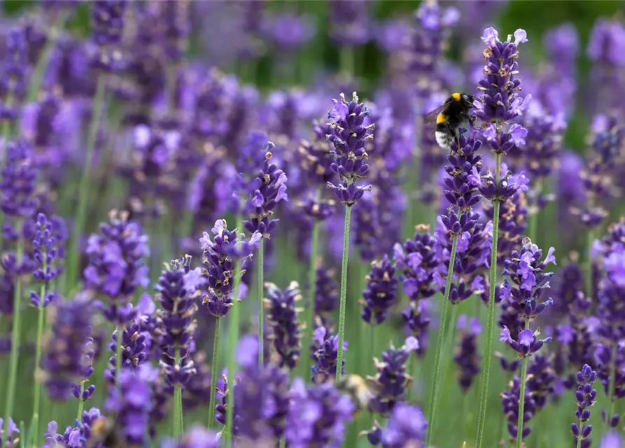 Lavandula angustifolia 'Hidcot.Blue', gen.