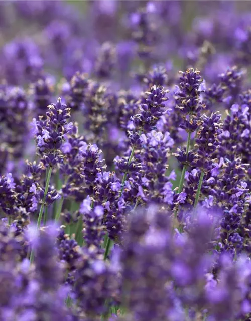 Lavandula angustifolia 'Hidcot.Blue', gen.