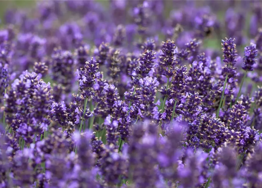 Lavandula angustifolia 'Hidcot.Blue', gen.