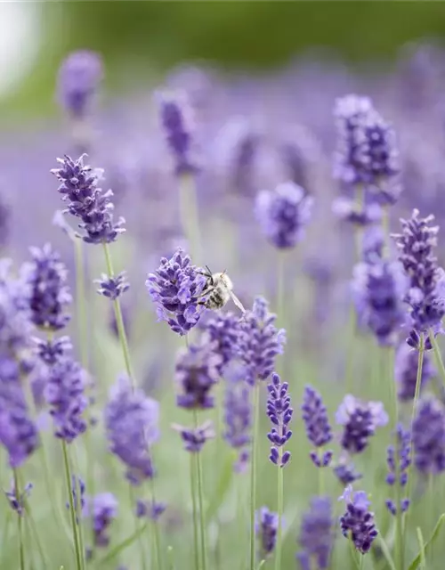 Lavandula angustifolia 'Hidcot.Blue', gen.