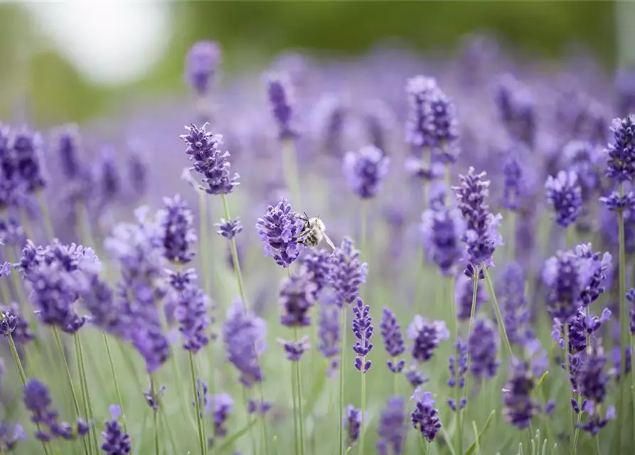 Lavandula angustifolia 'Hidcot.Blue', gen.